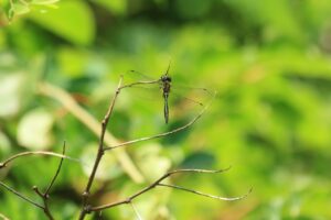 タカネトンボ2024年7月13日つり橋にて