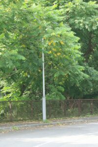 オニグルミ2024年7月27日黄葉の始まり