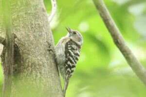 コゲラ2024年7月7日幼鳥