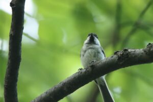 ハシブトガラ2024年7月27日