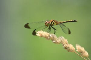 ノシメトンボ2024年7月13日森の家の前にて