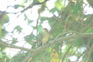 キビタキ幼鳥2024年7月20日