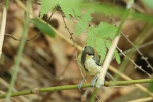 シジュウカラ2024年7月27日幼鳥正面