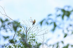 カワラヒワ2024年7月7日