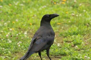 ハシブトガラス2024年7月7日