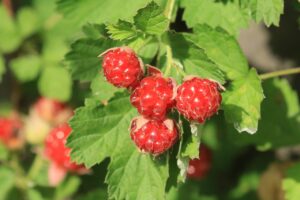 ナワシロイチゴ2024年7月27日