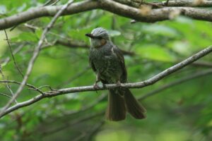 ヒヨドリ2024年7月20日つり橋付近にて