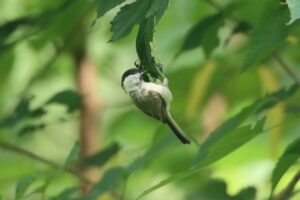 ハシブトガラ2024年7月7日