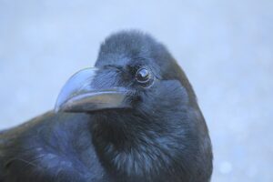 ハシブトガラス2024年7月13日森の家の前にて