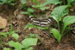 ミスジチョウ2024年7月13日カラマツ街道にて