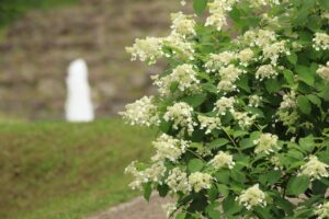 ノリウツギ2024年7月13日作業員詰所前