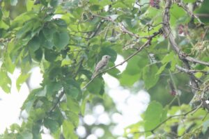 コサメビタキ2024年7月27日