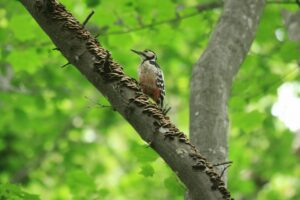 オオアカゲラ♀2024年7月7日