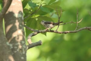 コサメビタキ2024年7月20日