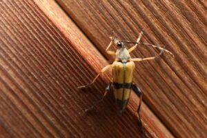 フタスジハナカミキリ2024年7月27日