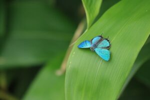 ジョウザンミドリシジミ2024年7月7日