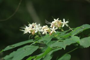 クサギ2024年7月27日花満開