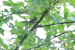 シマエナガ幼鳥2024年7月7日