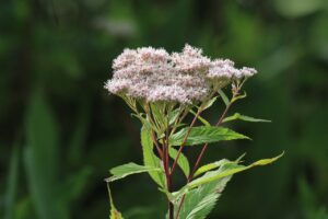 ヨツバヒヨドリ2024年7月27日