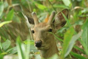 エゾシカ1歳雄2024年7月20日遊具広場の森にて