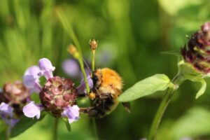 エゾトラマルハナバチ2024年7月20日