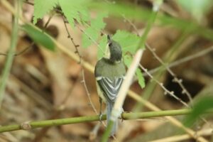 シジュウカラ2024年7月27日幼鳥背中