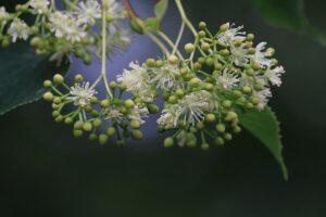 シナノキの花2024年7月13日