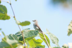 コサメビタキ2024年7月13日学びの森にて