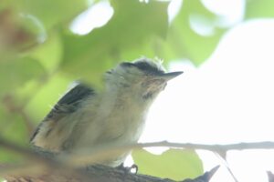 ゴジュウカラ2024年7月20日