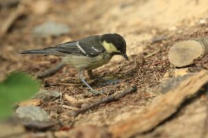 ヒガラ2024年7月27日幼鳥