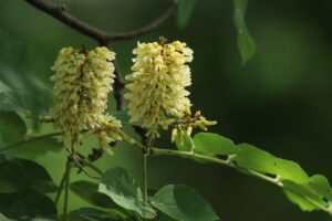 イヌエンジュ2024年7月20日