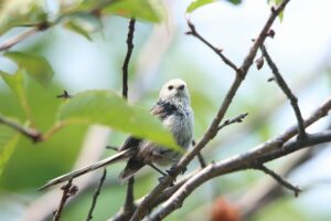 シマエナガ2024年7月20日友愛の小径付近にて