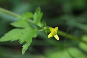 キツネノボタン2024年7月20日