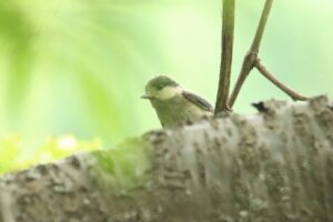 ヤマガラ幼鳥2024年7月7日