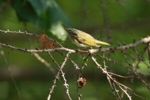 センダイムシクイ2024年7月13日学びの森にて