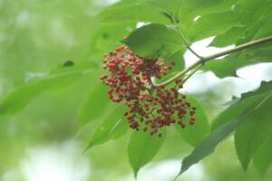 エゾニワトコの実2024年7月7日