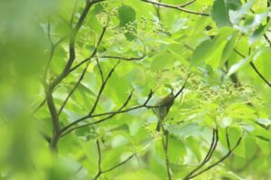 メジロ2024年7月7日ミズキの実