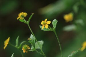 ダイコンソウ2024年7月20日