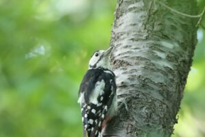 アカゲラ2024年7月27日