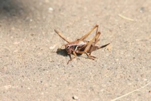 コバネヒメギス2024年7月20日