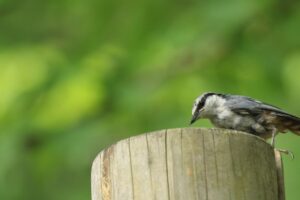 ゴジュウカラ2024年7月27日亜種シロハラゴジュウカラ