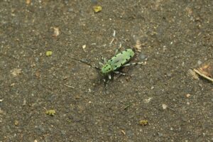 ヤツメカミキリ2024年7月20日つり橋右岸たもとにて