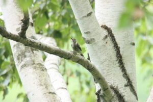 コゲラ2024年7月27日