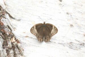 クロヒカゲ2024年7月7日