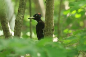 クマゲラ♀2024年7月27日