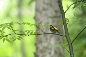 キビタキ♂2024年7月7日