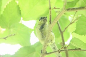 シジュウカラ幼鳥2024年8月11日