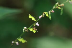 ヌスビトハギ2024年8月25日種子サングラス型