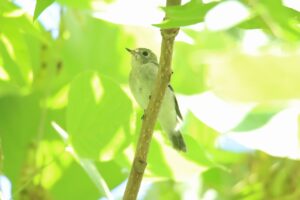 コサメビタキ2024年8月17日