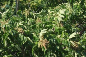 ヌルデ2024年8月25日2木全体